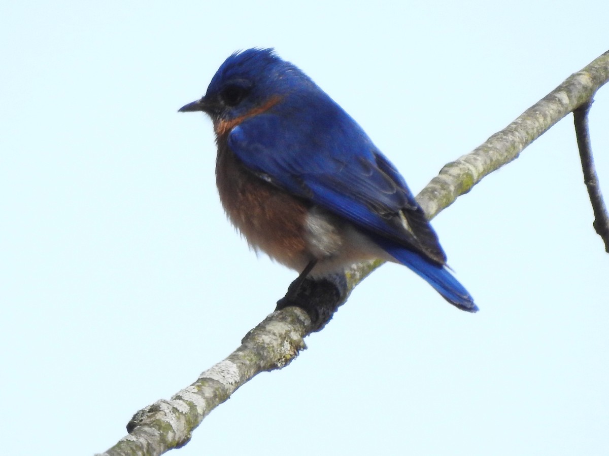 Eastern Bluebird - Bill Stanley