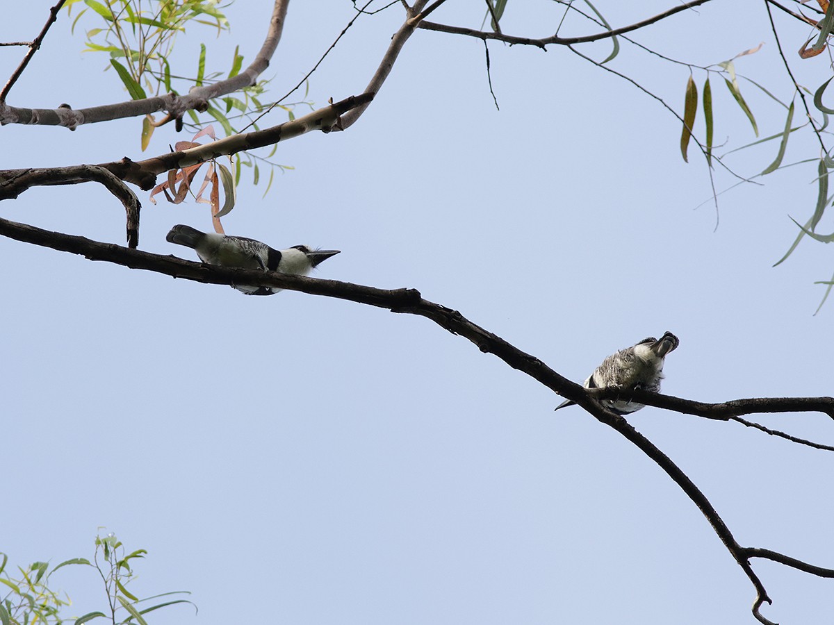 White-necked Puffbird - Alex Mesquita