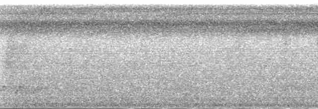 Dreibinden-Ameisenvogel - ML148756