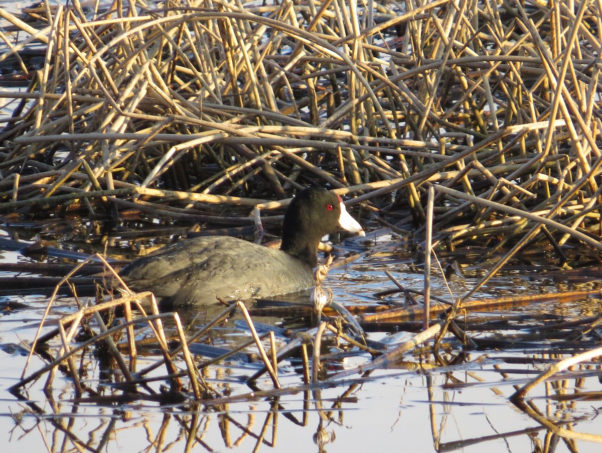 American Coot - Chris Anderson