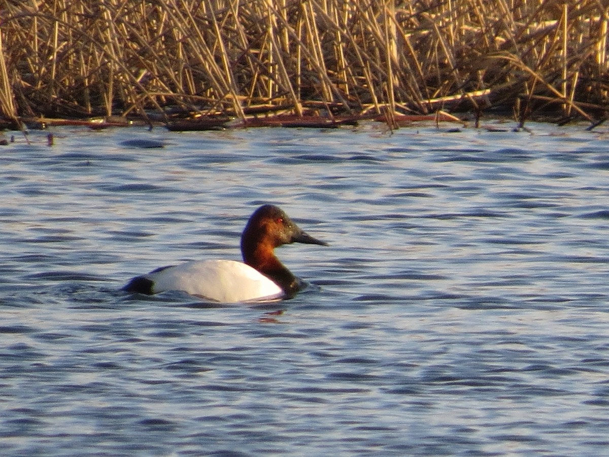 Canvasback - Chris Anderson