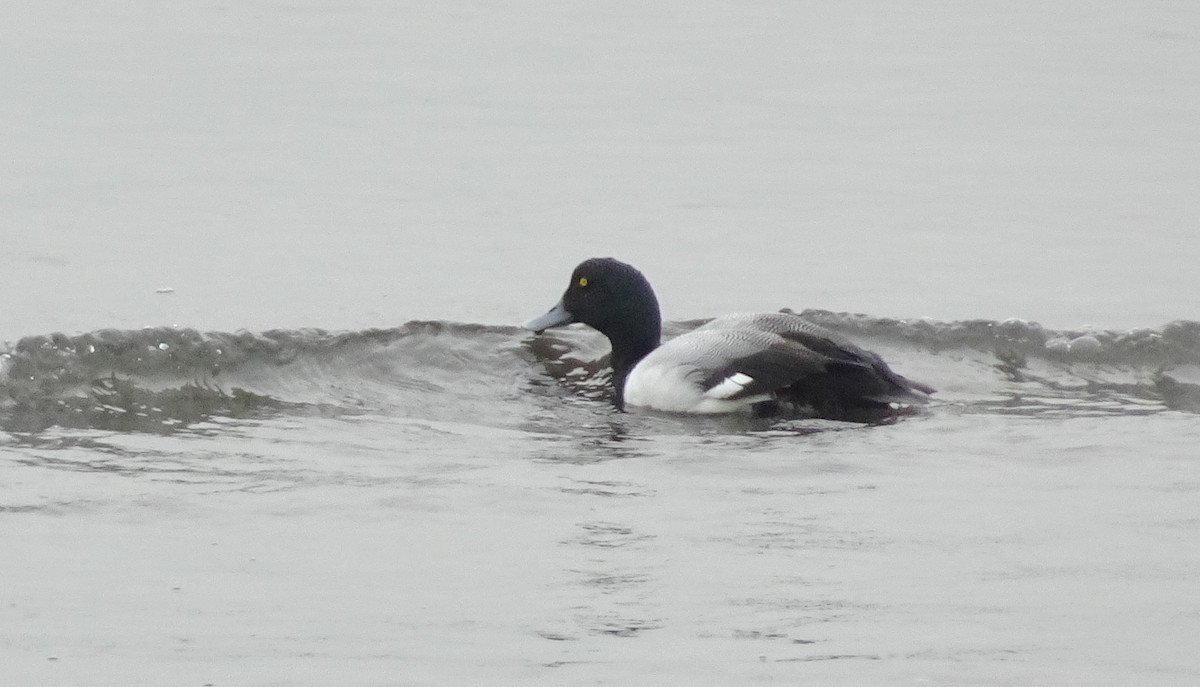 Greater Scaup - ML148758891