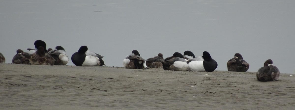 Greater Scaup - ML148758941