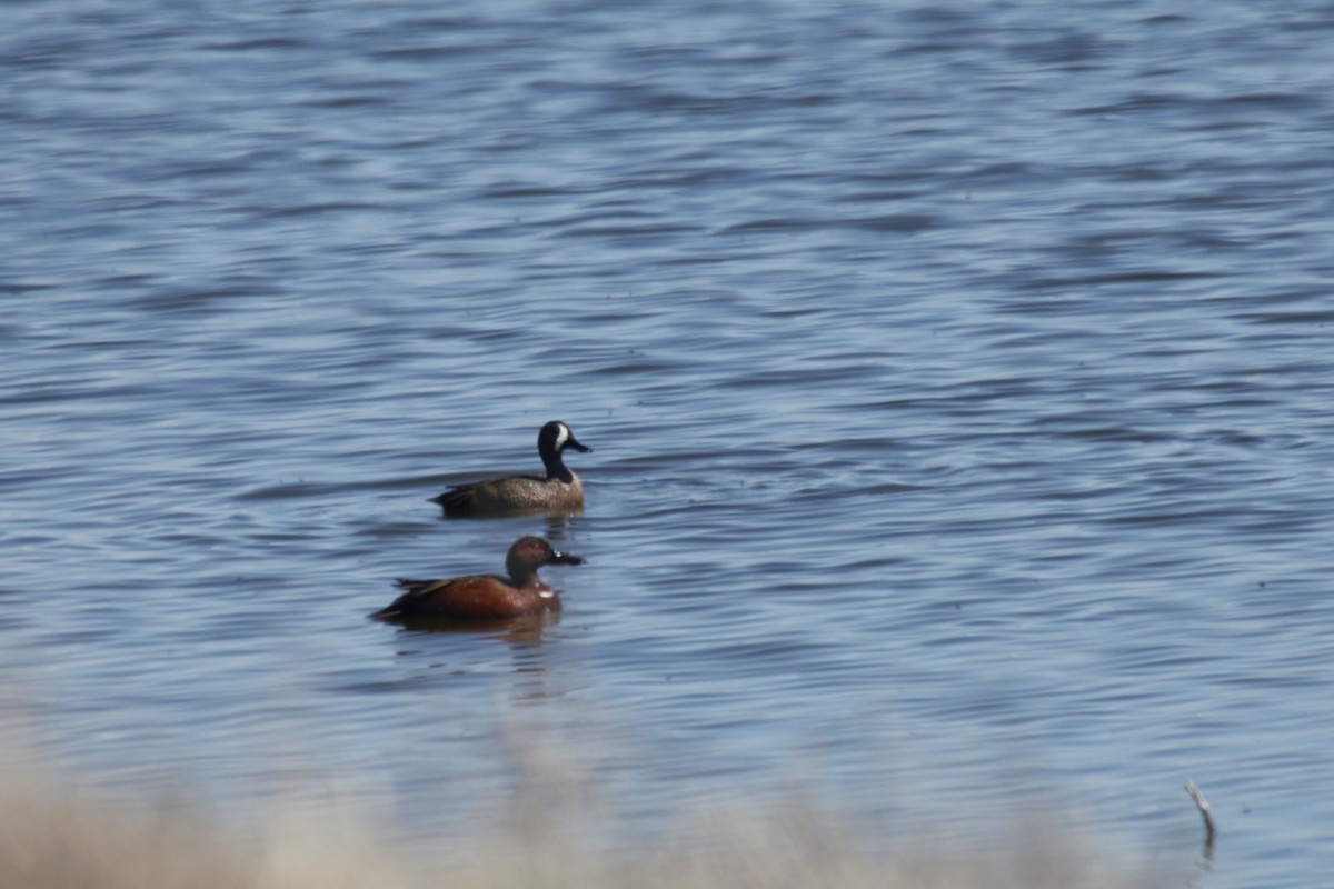 Blue-winged Teal - ML148763491