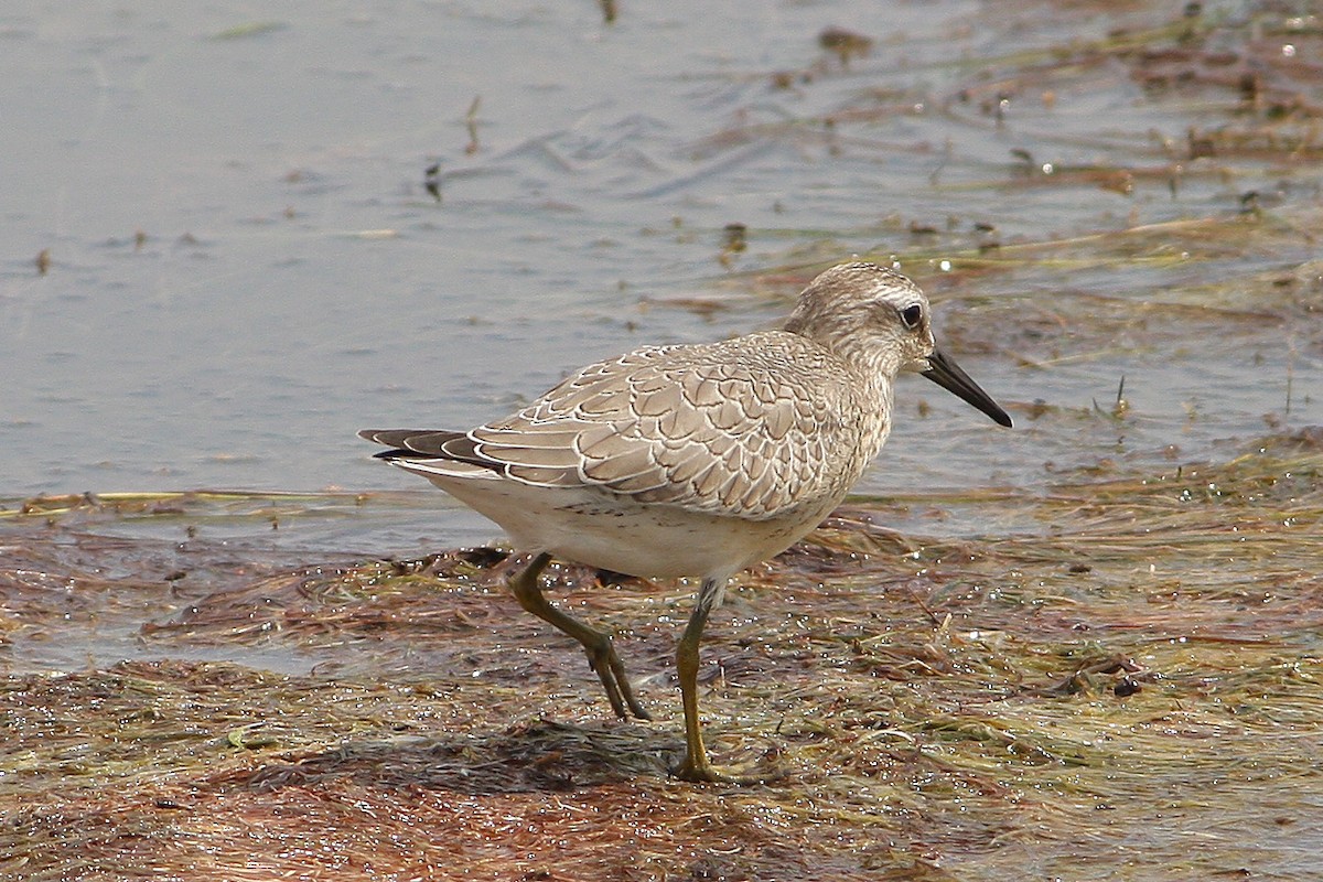 Red Knot - ML148763691