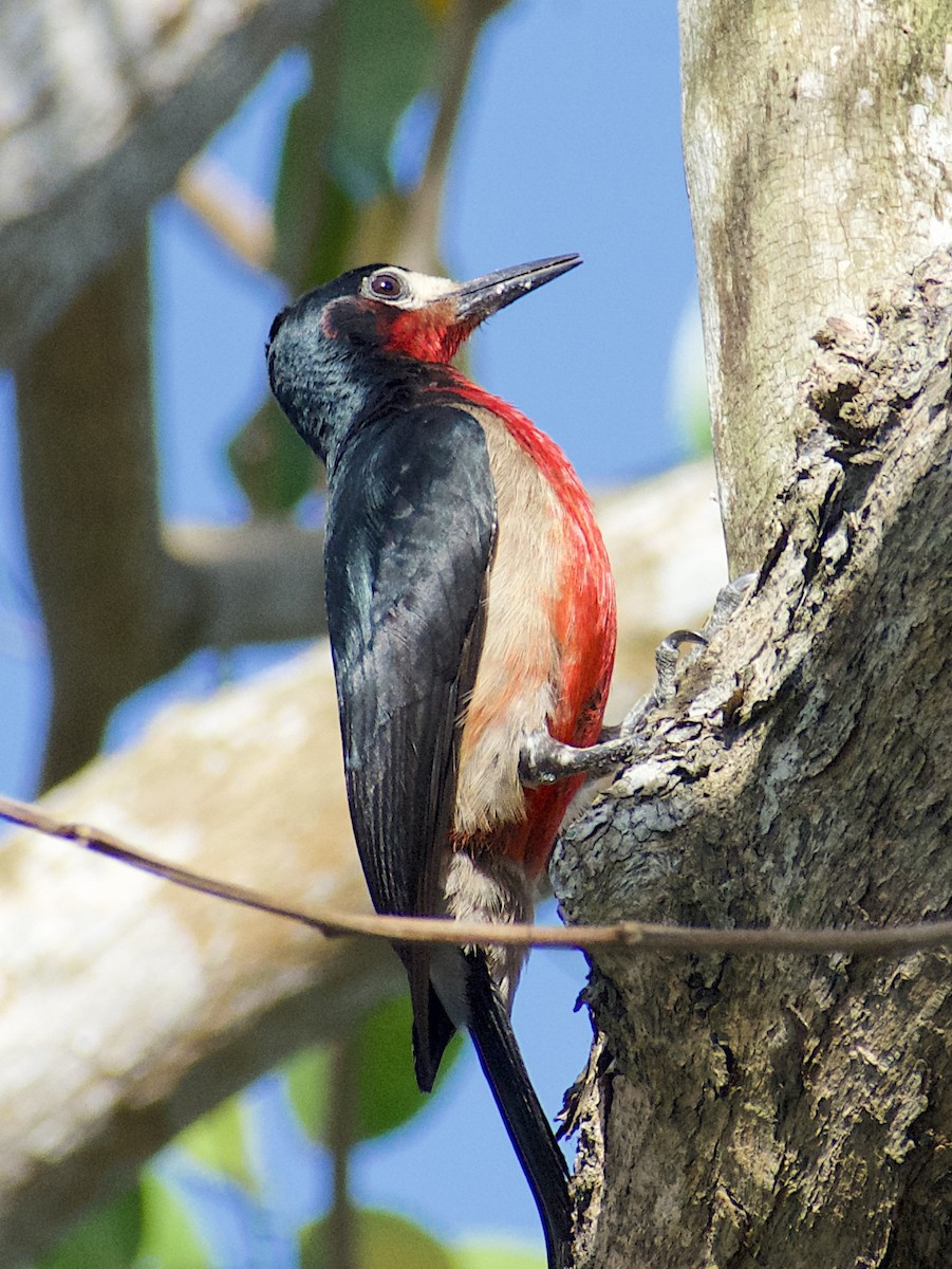 Puerto Rican Woodpecker - ML148767151