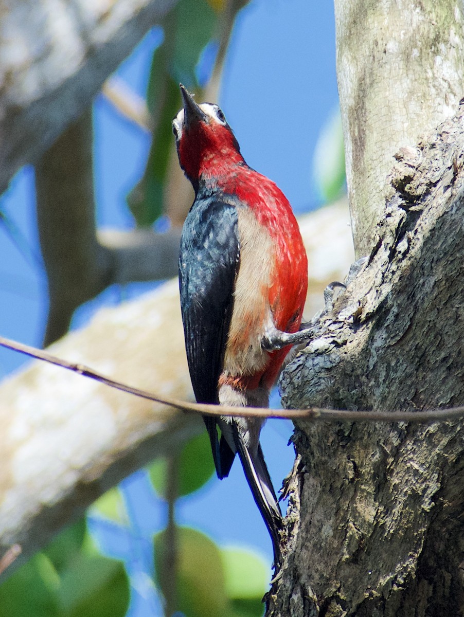 Puerto Rican Woodpecker - ML148767171