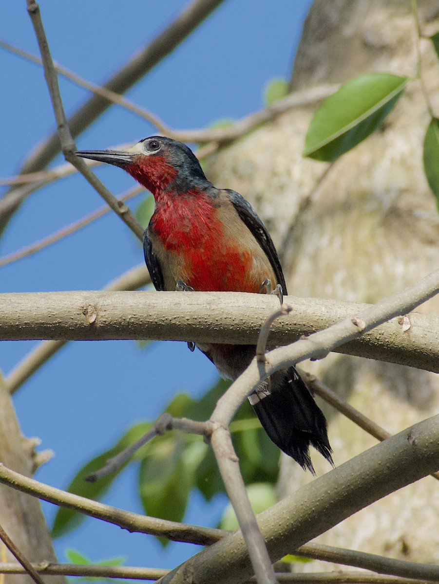 Puerto Rican Woodpecker - Ricardo Sánchez