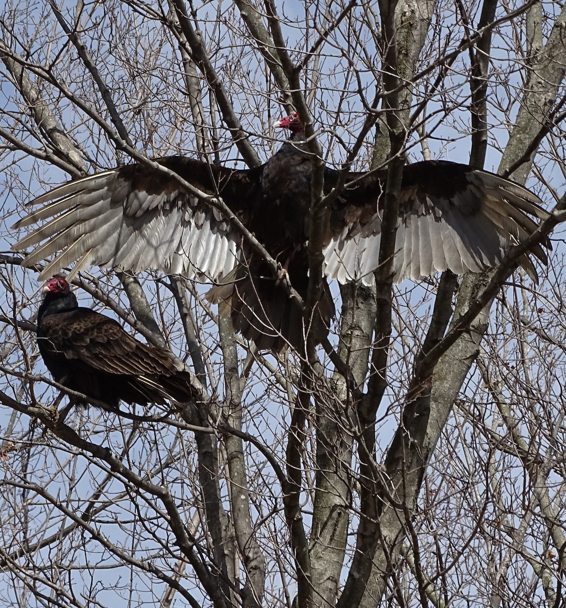 Turkey Vulture - Su Snyder