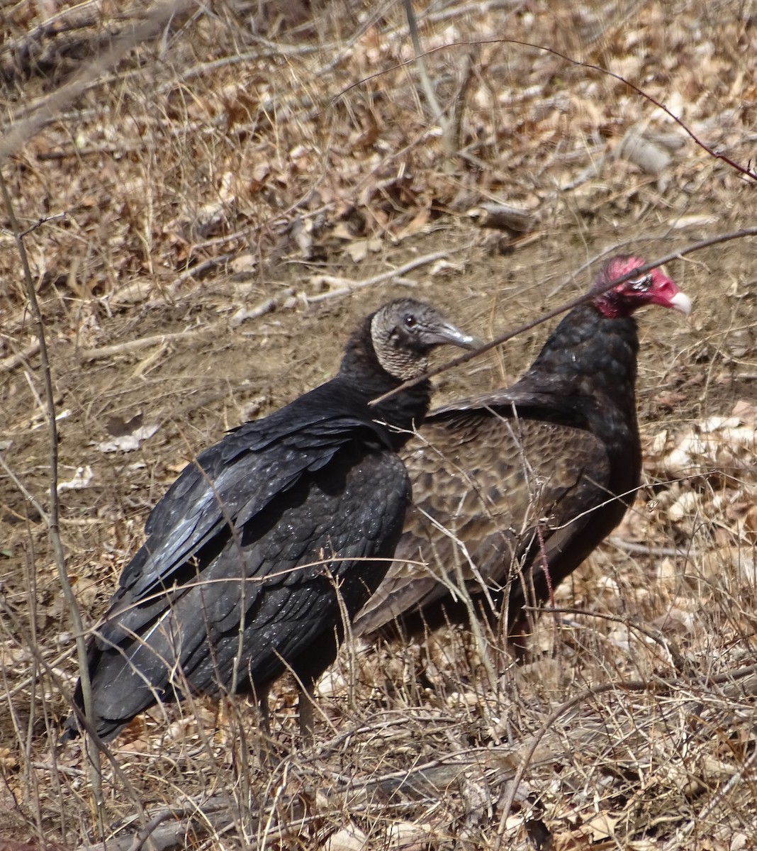 Black Vulture - ML148771081