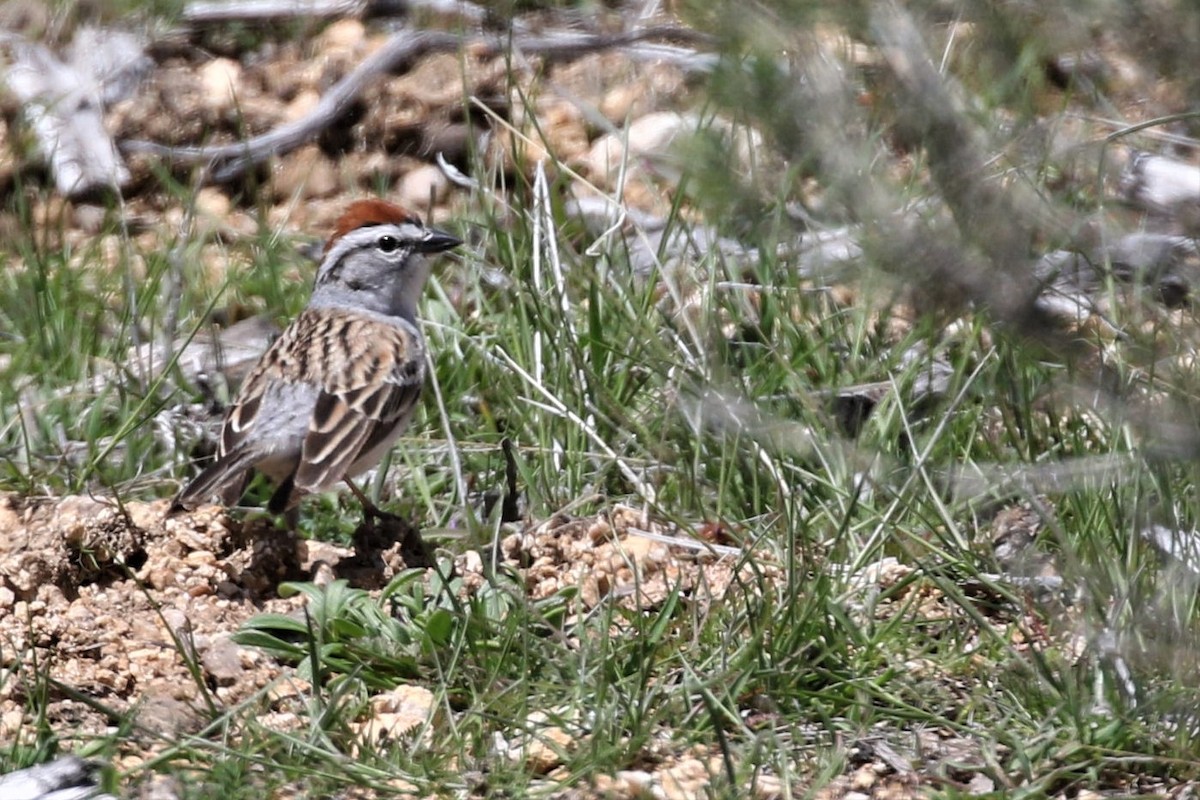 Chipping Sparrow - ML148771261