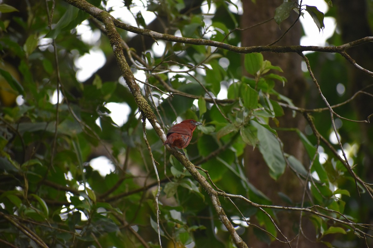 Hepatic Tanager - ML148771271