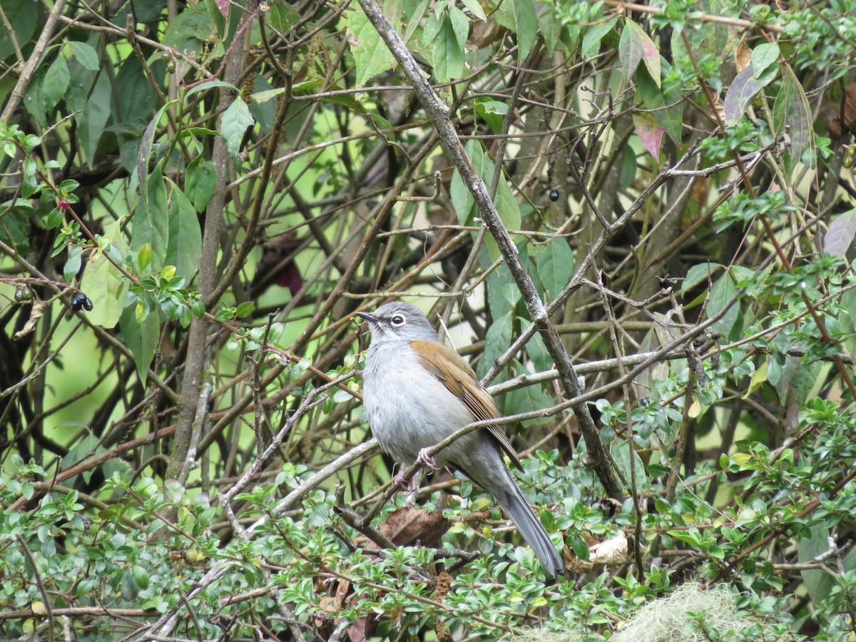 Brown-backed Solitaire - ML148776661