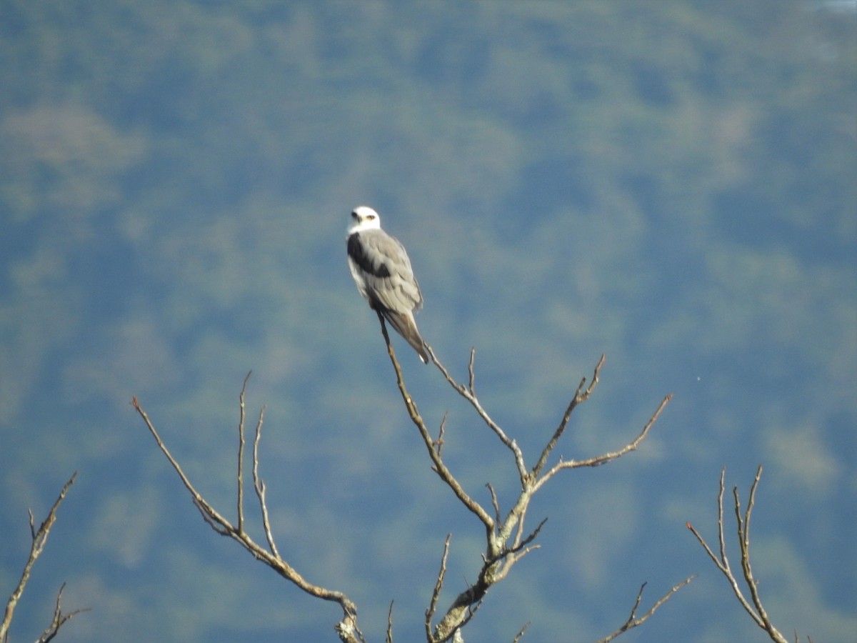 White-tailed Kite - Nancy Douglas