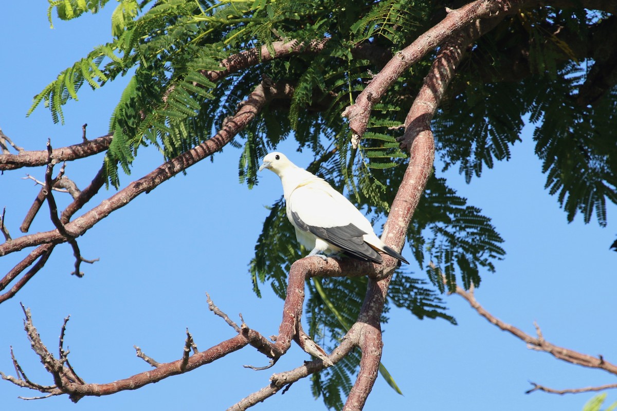Pied Imperial-Pigeon - ML148780191