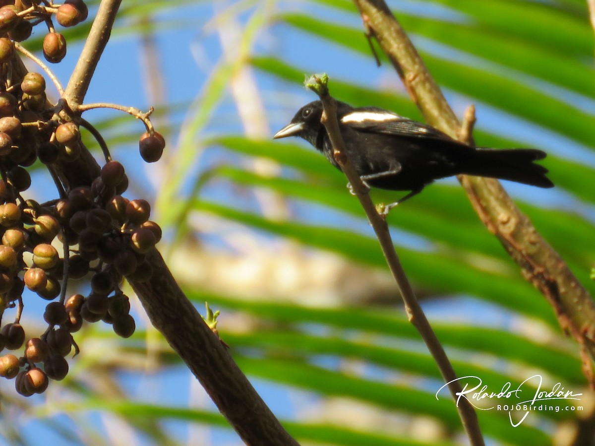 White-shouldered Tanager - ML148782071