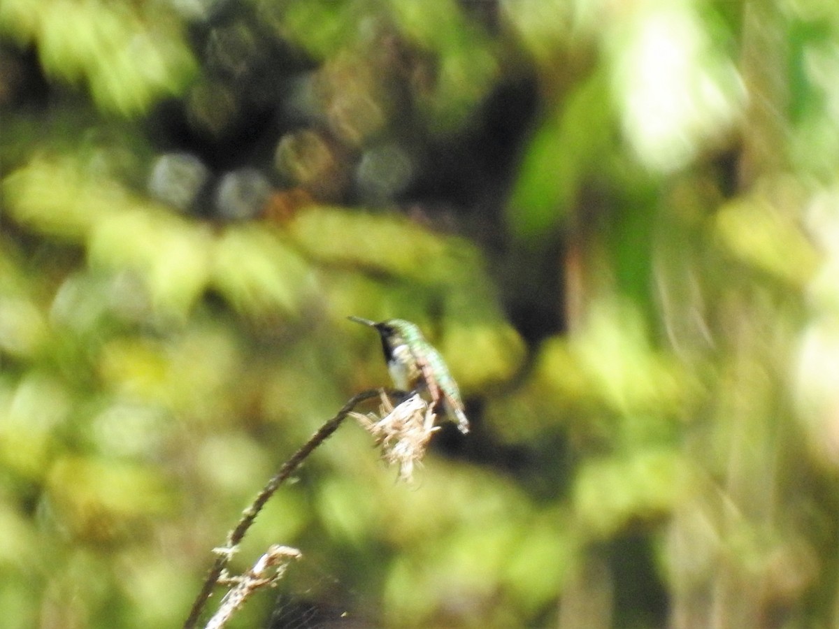 Bumblebee Hummingbird - ML148782091