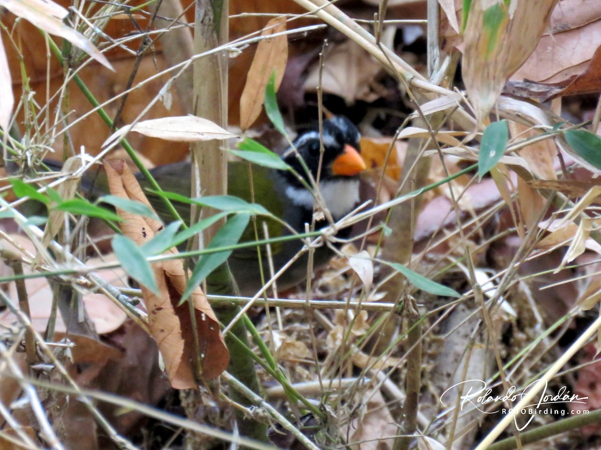 Orange-billed Sparrow - ML148782811
