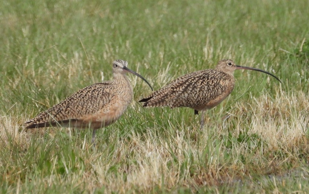 Long-billed Curlew - ML148784661