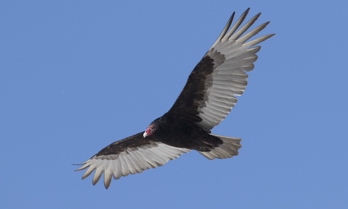Turkey Vulture (Northern) - Brian Sullivan