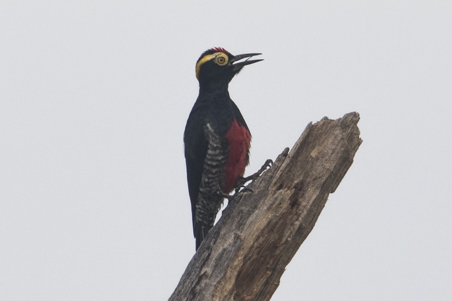 Yellow-tufted Woodpecker - Robert Lockett