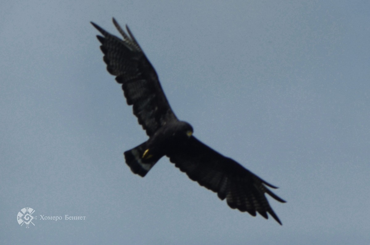 Zone-tailed Hawk - Bennet Homero