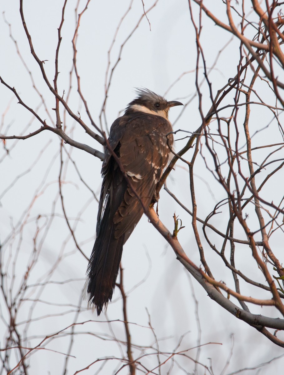 Great Spotted Cuckoo - Rami Derech