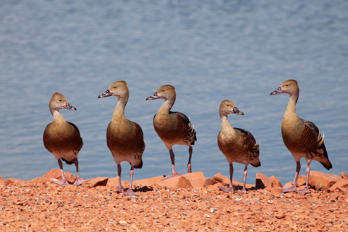 Plumed Whistling-Duck - Ray Turnbull