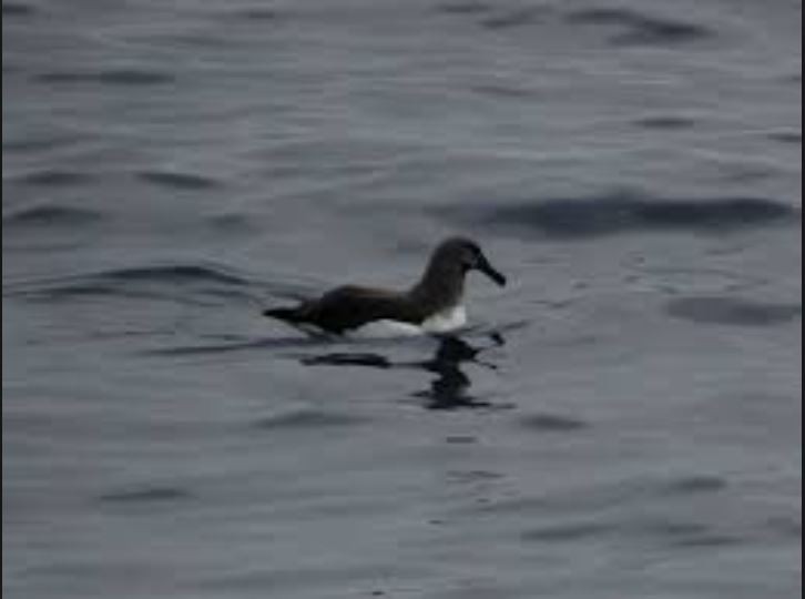 Gray-headed Albatross - Dan Pendavingh