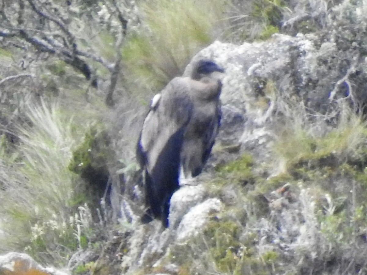 Andean Condor - Dennis S Main