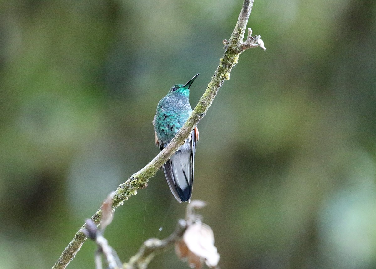 Stripe-tailed Hummingbird - Gary Chapin
