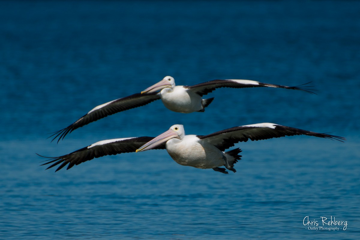 Australian Pelican - Chris Rehberg  | Sydney Birding