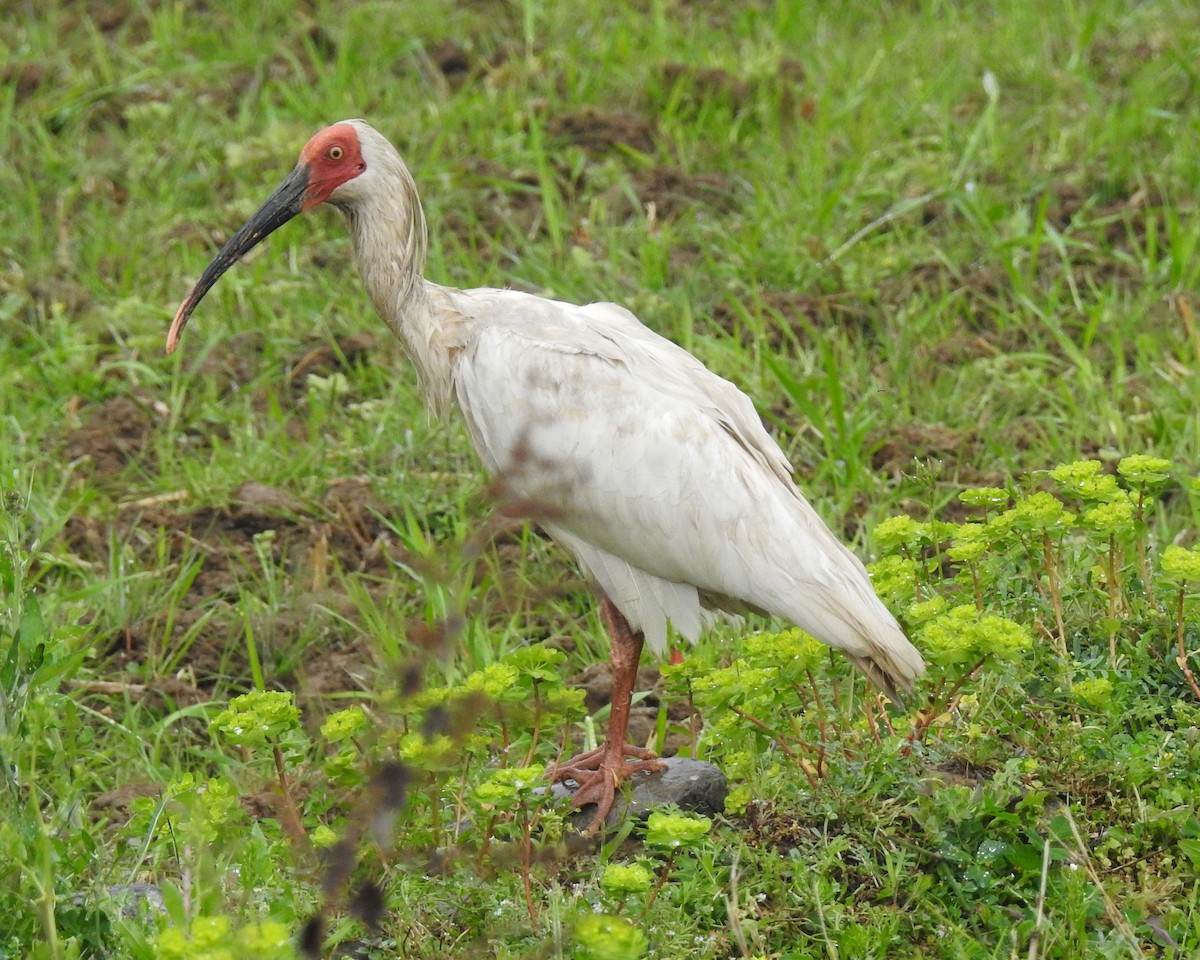 Crested Ibis - ML148798191