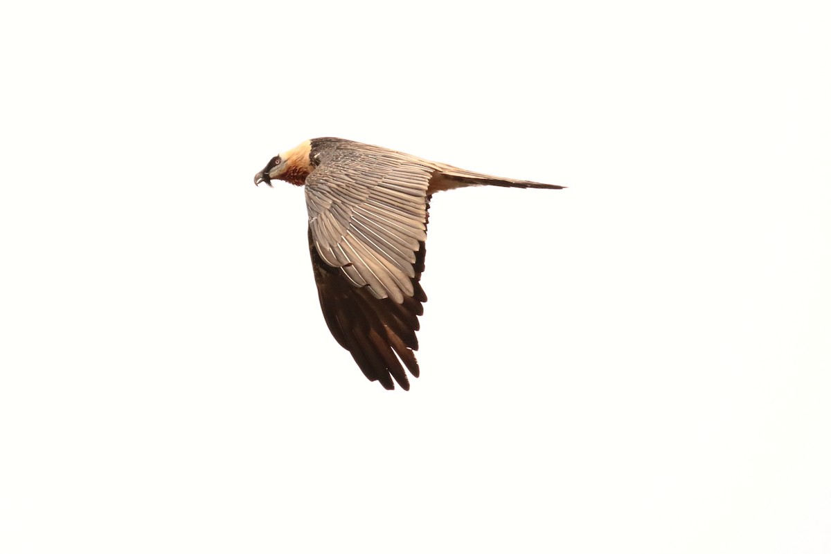 Bearded Vulture - ML148799431