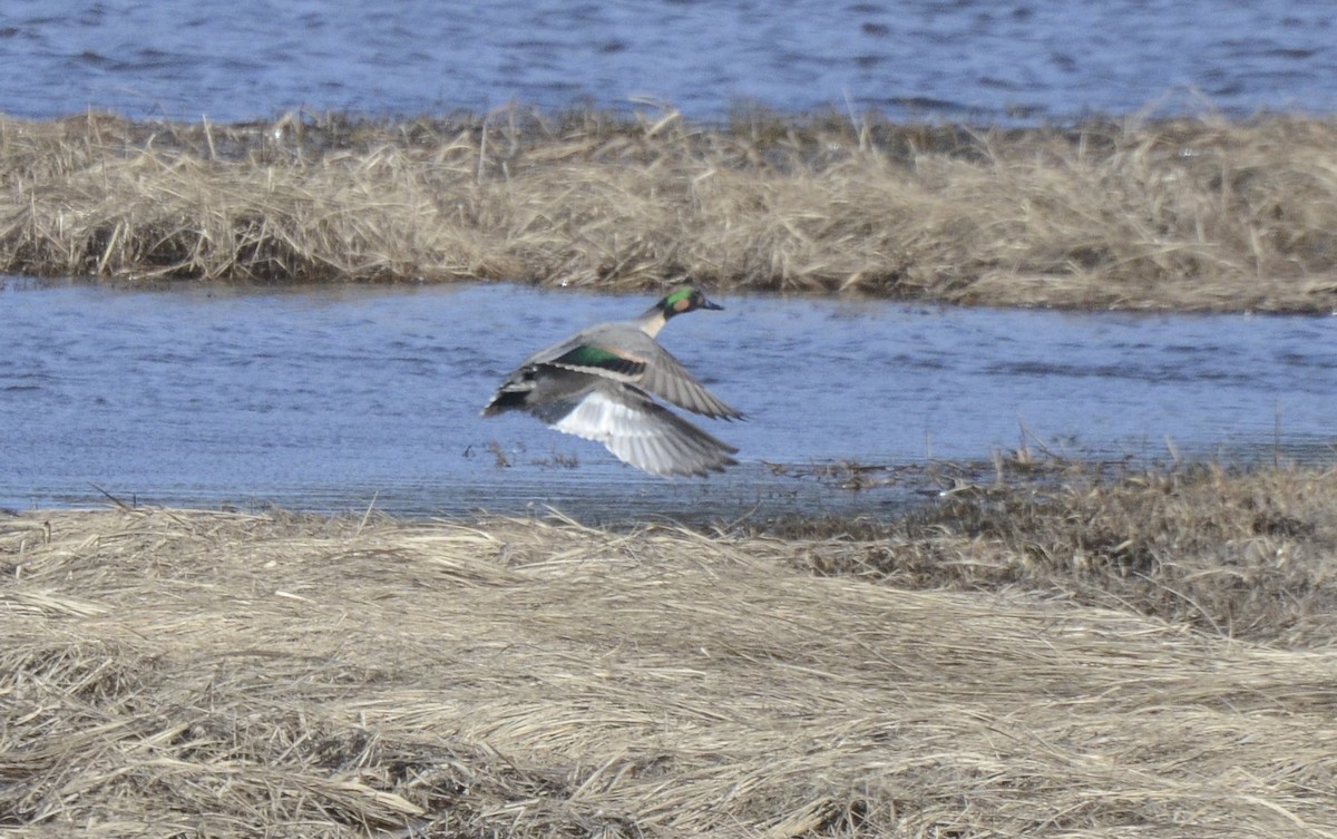 Northern Pintail x Green-winged Teal (hybrid) - Chris Bartlett