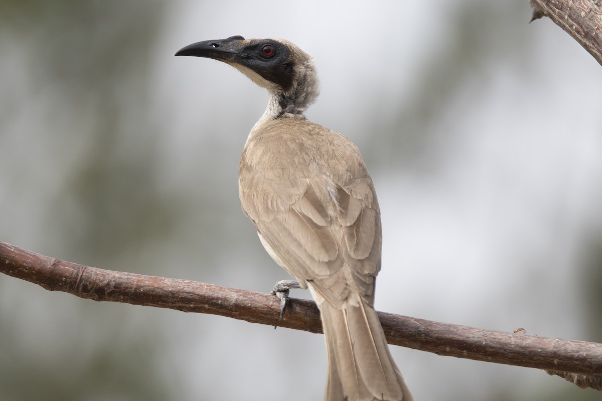 Helmeted Friarbird (Arnhem Land) - John Cantwell
