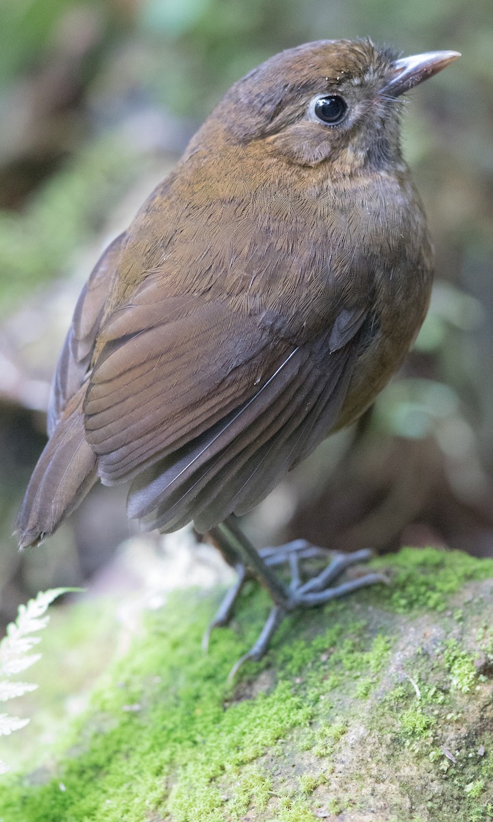 Brown-banded Antpitta - ML148801621