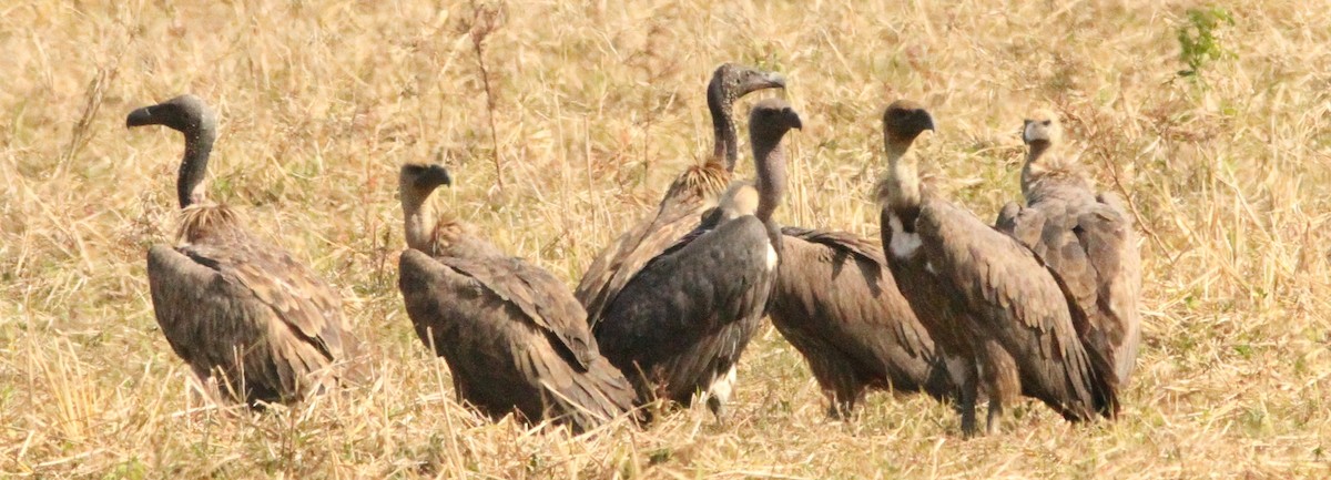 Slender-billed Vulture - Vikas Madhav Nagarajan