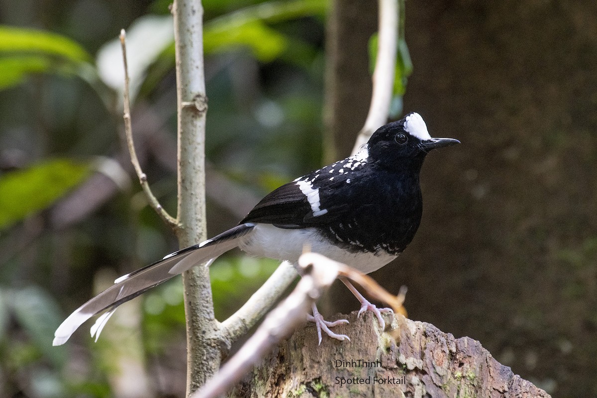 Spotted Forktail - ML148804981