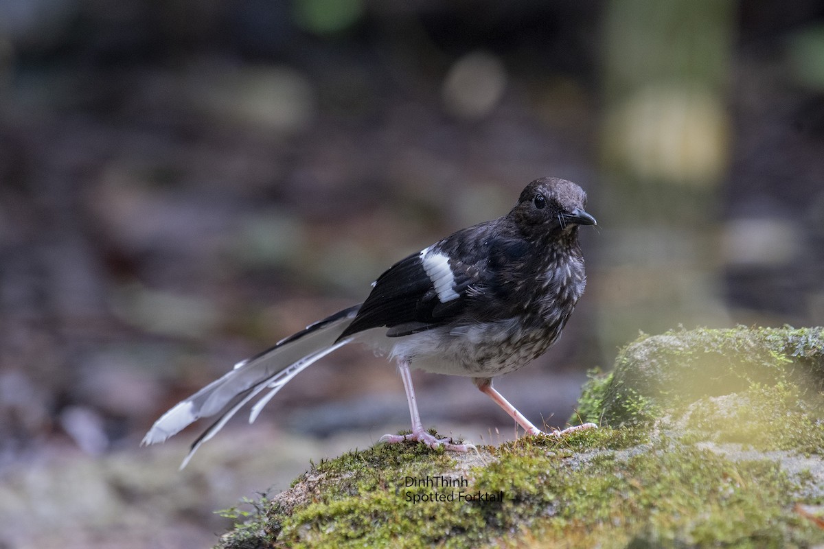 Spotted Forktail - ML148804991