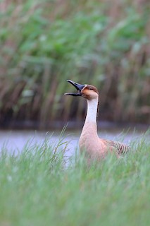 Swan Goose, ML148807501