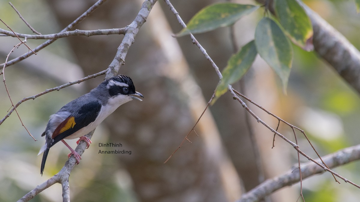 White-browed Shrike-Babbler (Dalat) - Dinh Thinh