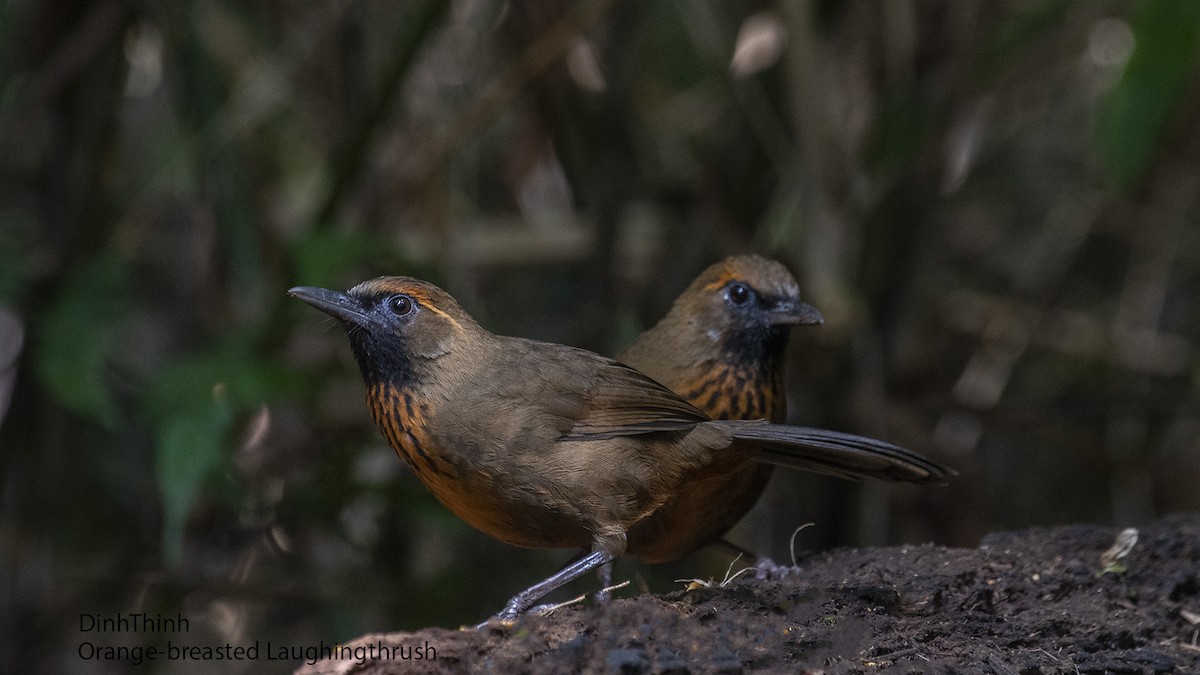 Orange-breasted Laughingthrush - Dinh Thinh