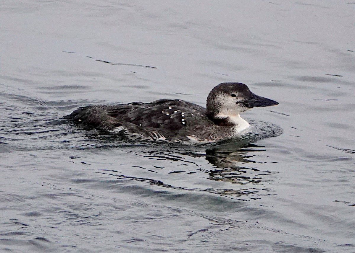 Common Loon - Peter Fang/ Gloria Smith