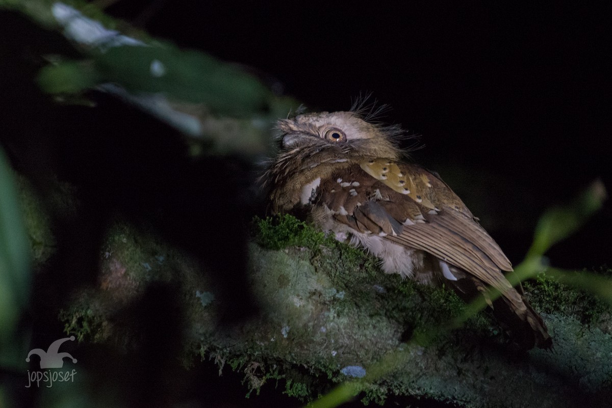 Philippine Frogmouth - ML148809951