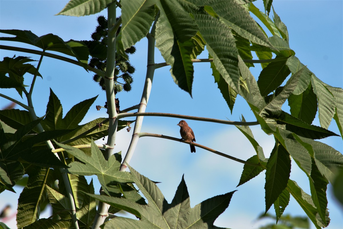 Red-crested Finch - ML148810571