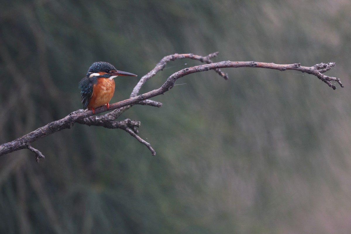 Common Kingfisher - Ting-Wei (廷維) HUNG (洪)
