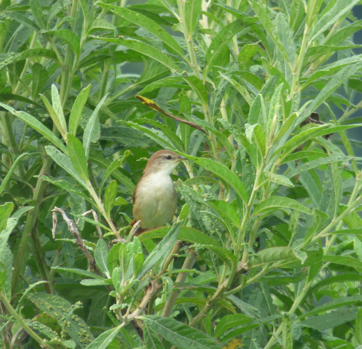 Yellow-chinned Spinetail - ML148811001