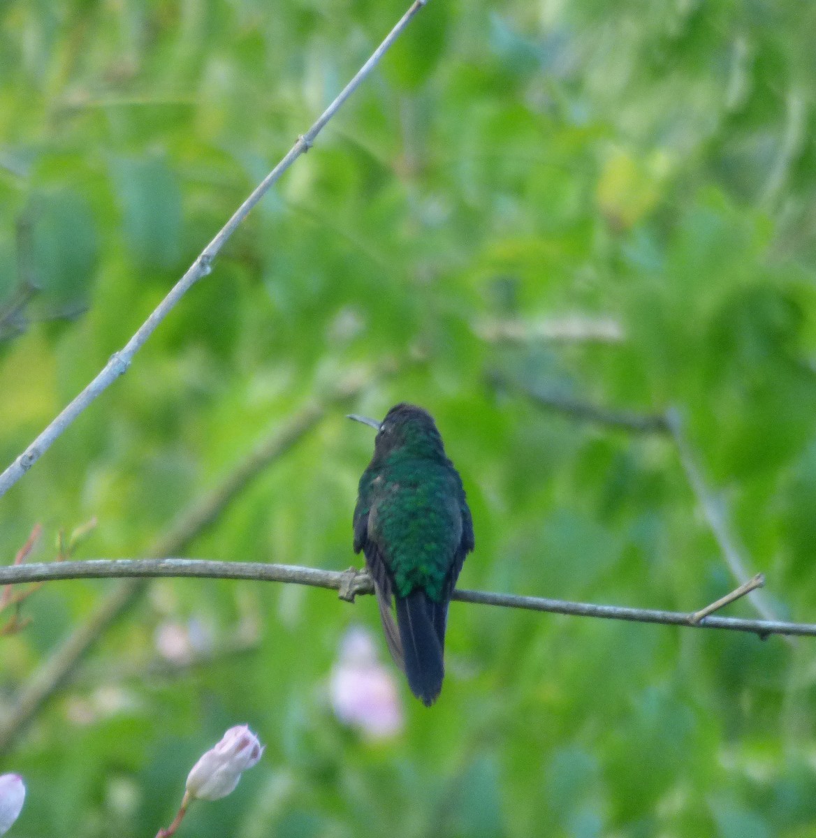 kolibřík fialovotemenný - ML148812441