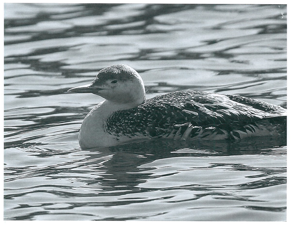 Red-throated Loon - ML148812621